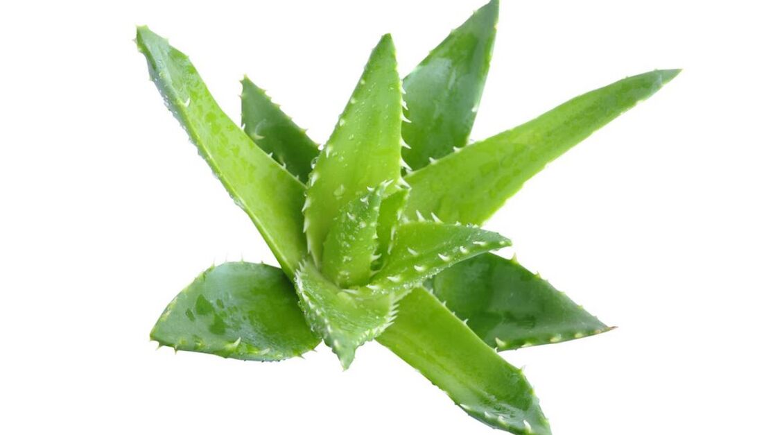 aloe v krému Proctonic